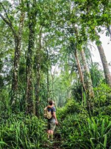 rinjani senaru forest